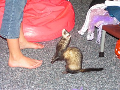 ./2005/Ferrets/thumbFerrets